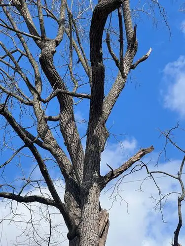Bare branches reaching for the bright blue sky.